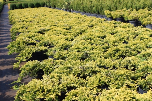 Juniperus horizontalis Golden Carpet