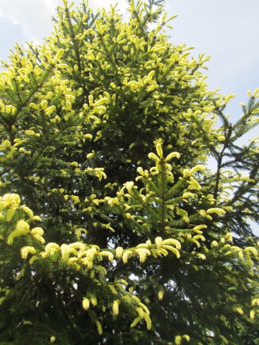 Picea orientalis Aureospicata