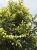 Picea orientalis Aureospicata