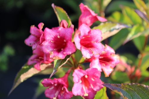 Weigela Red Prince