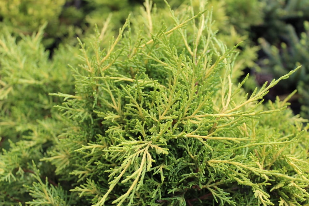 Juniperus x pfitzeriana Old Gold