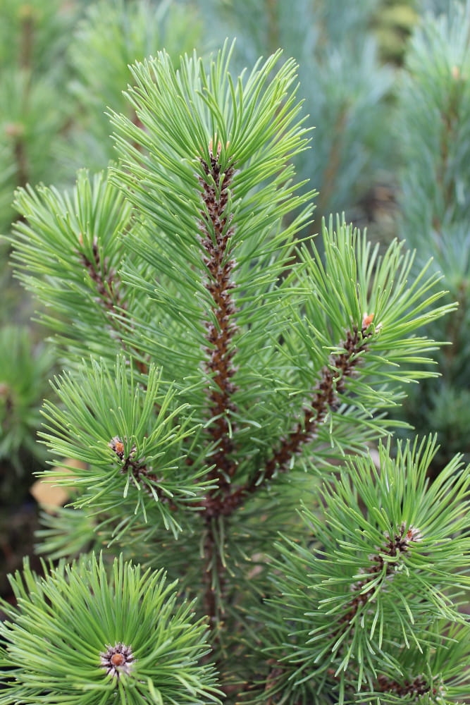 Pinus mugo Frühlingsgold