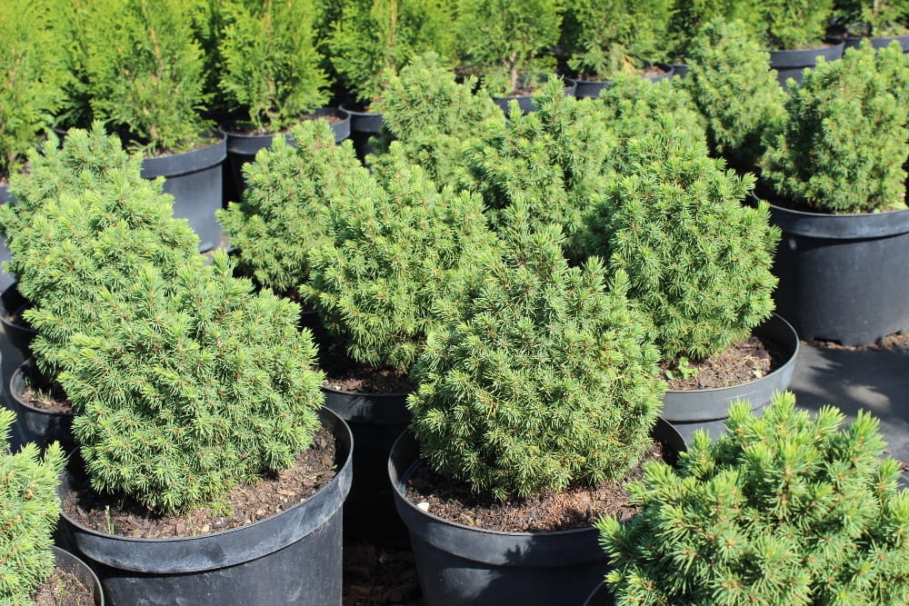 Picea glauca Alberta Globe