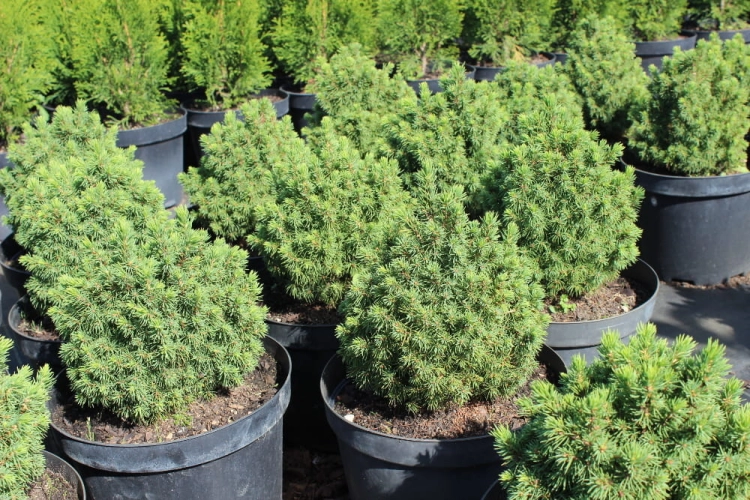 Picea glauca Alberta Globe