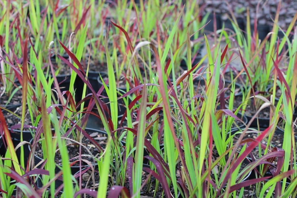 Imperata cylindrica Red Baron