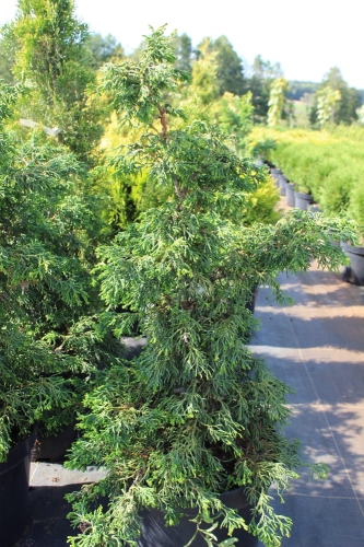 Chamaecyparis obtusa Torulosa