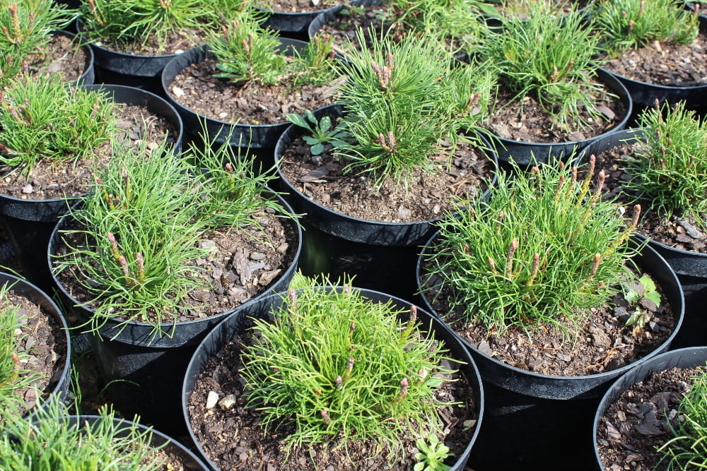 Pinus mugo var. pumilio