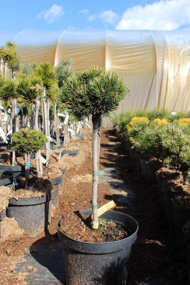 Pinus mugo Pa Picobello