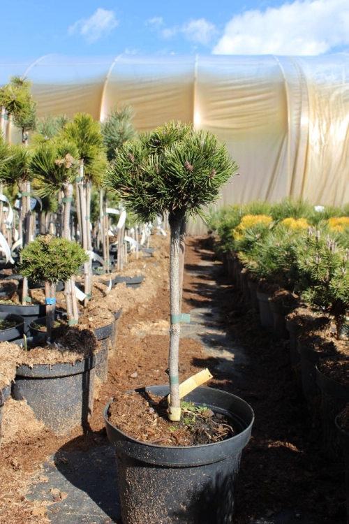 Pinus mugo Pa Picobello