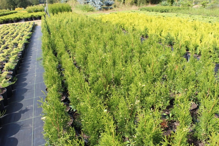 Thuja occidentalis Spotty Smaragd
