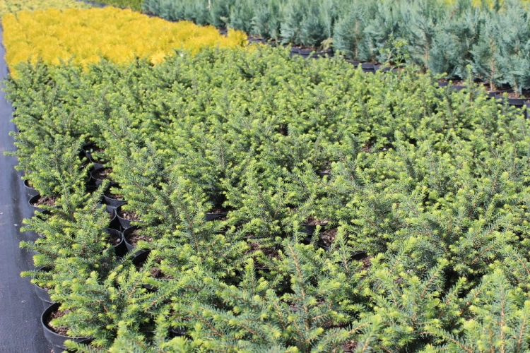 Picea omorica Karel
