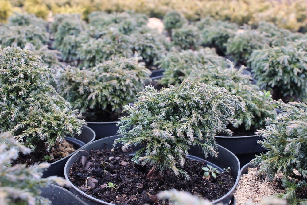 Chamaecyparis pisifera Baby Blue