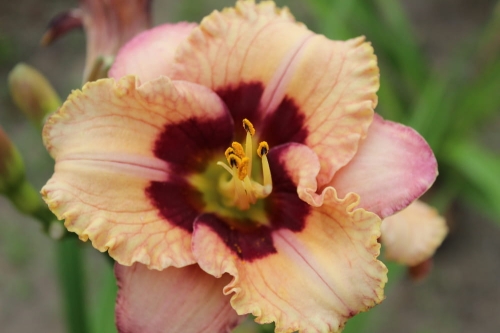 Hemerocallis Orchid Candy