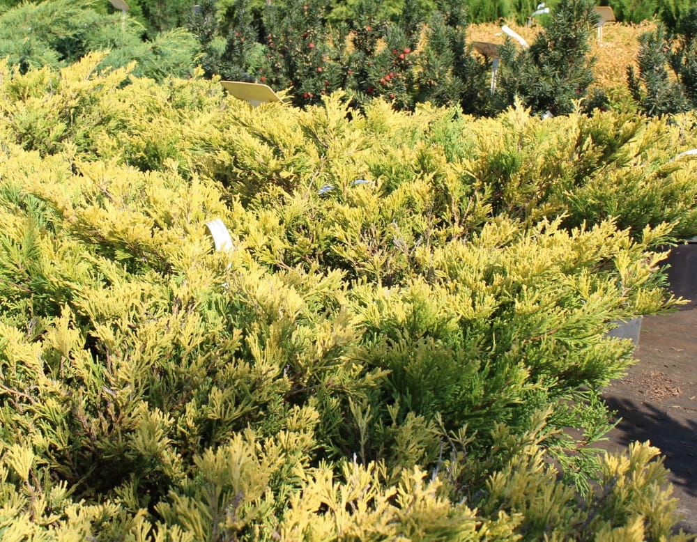 Juniperus horizontalis Limeglow