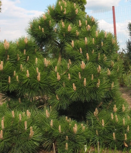 Pinus nigra Syców