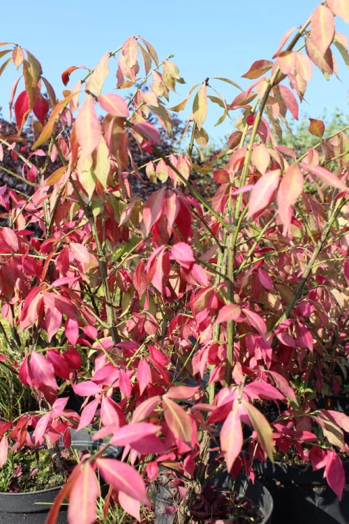 Euonymus alatus