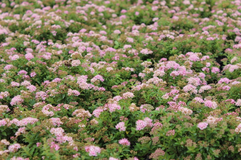 Spiraea japonica Japanese Dwarf