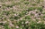 Spiraea japonica Japanese Dwarf