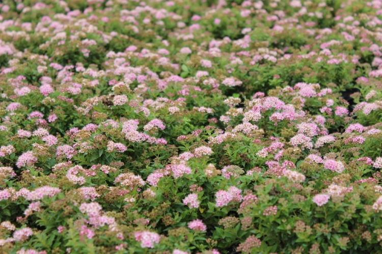 Spiraea japonica Japanese Dwarf