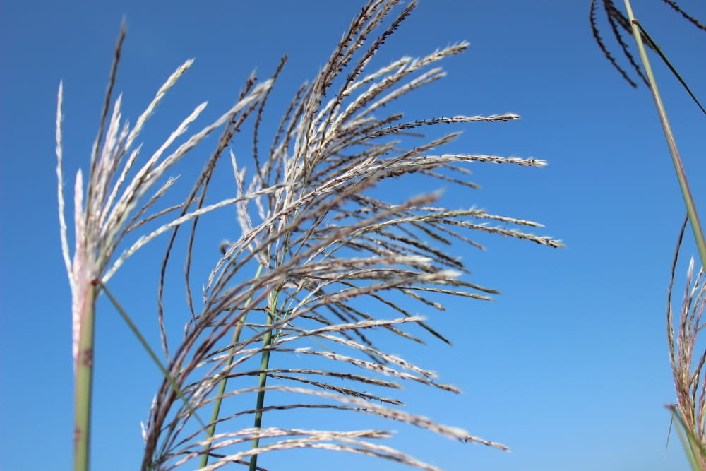 Miscanthus sinensis Sirene