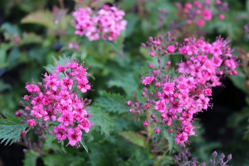 Spiraea japonica Crispa