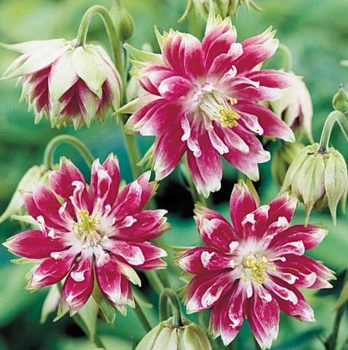 Aquilegia Nora Barlow