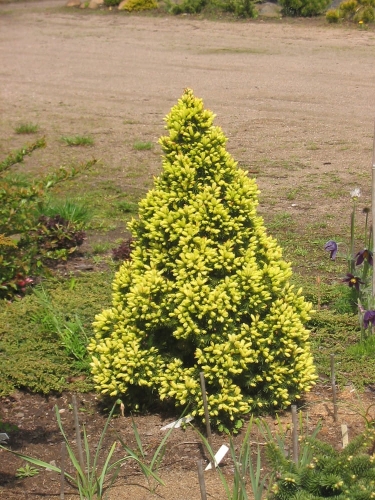 Picea glauca Daisy's White