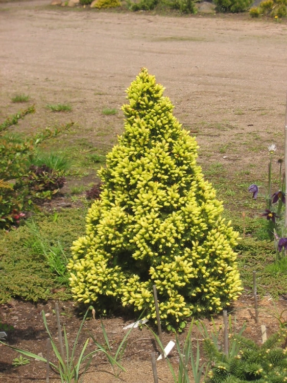 Picea glauca Daisy's White