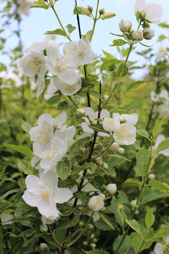Philadelphus Innocence
