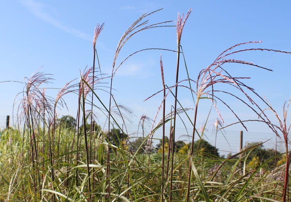 Miscantus sinensis Malepartus