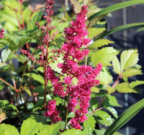 Astilbe x arendsii Fanal