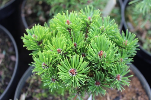 Pinus mugo Picobello