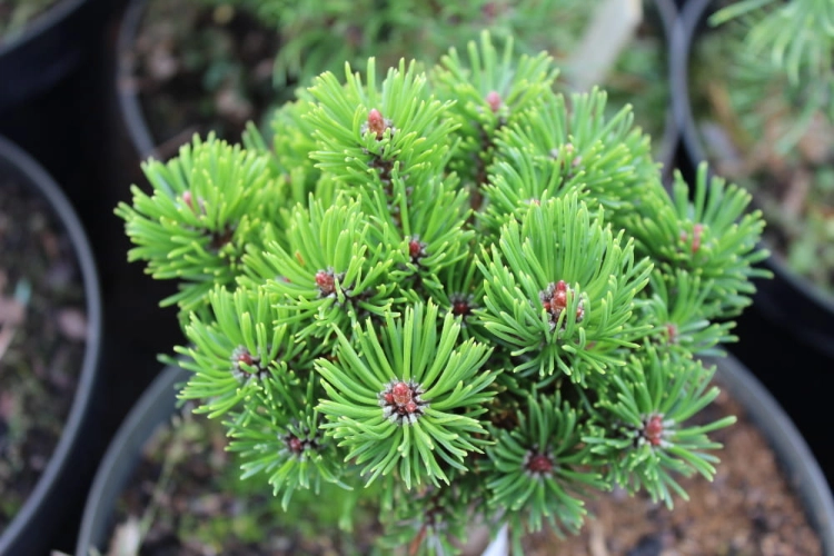 Pinus mugo Picobello