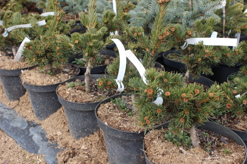 Picea pungens Lucky Strike