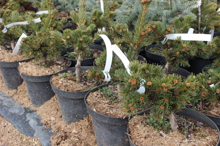 Picea pungens Lucky Strike