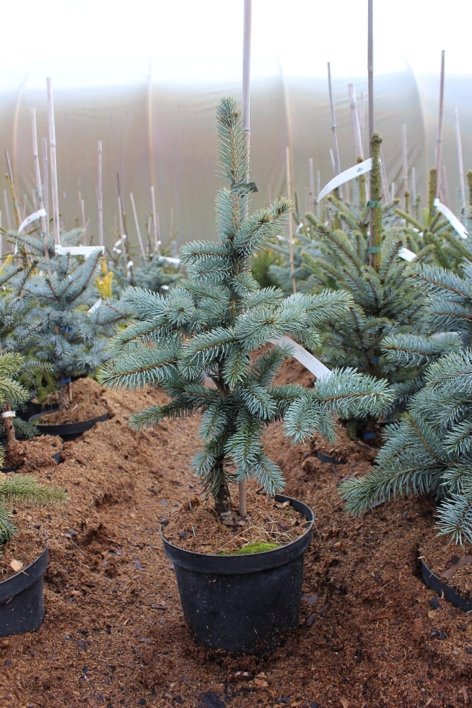 Picea pungens Blue Mountain
