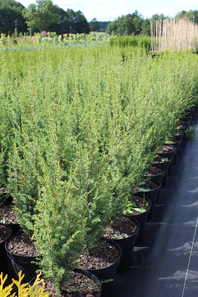 Juniperus communis Sentinel