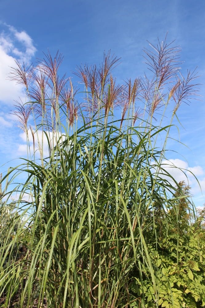 Miscanthus sinensis Goliath