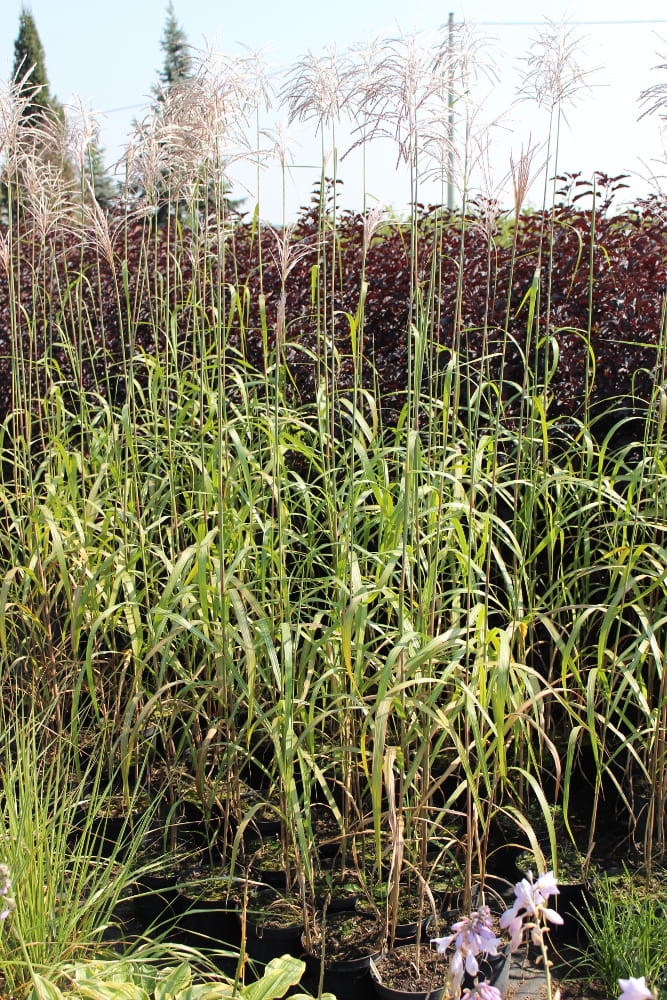 Miscanthus sinensis Sirene