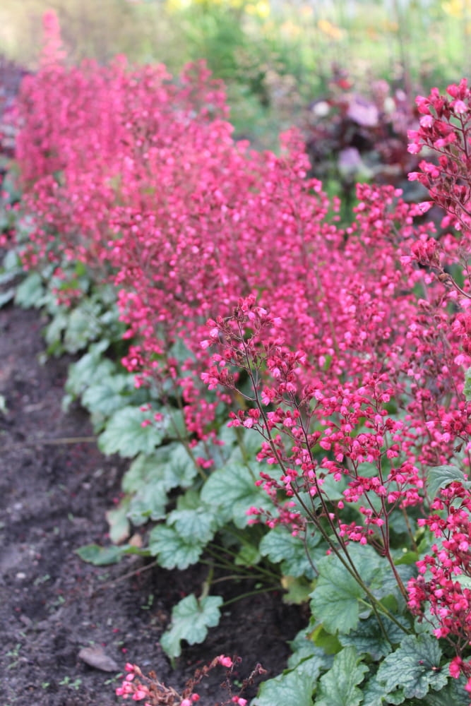 Heuchera Paris