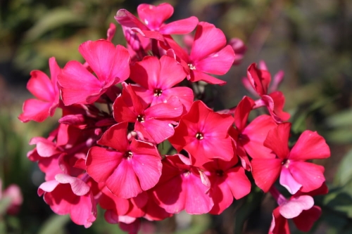 Phlox paniculata Starfire