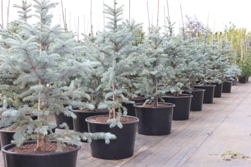 Picea pungens Fat Albert