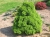 Picea glauca Alberta Globe