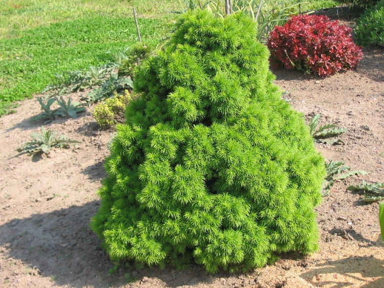 Picea glauca Alberta Globe