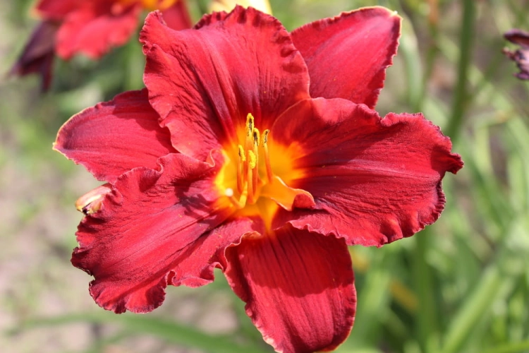 Hemerocallis Kolbe