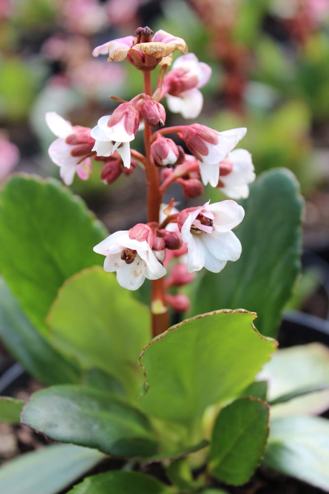 Bergenia Dragonfly Angel