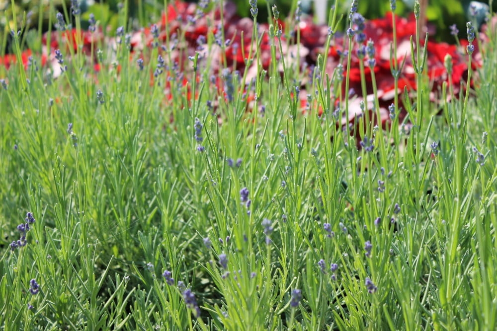 Lavandula angustifolia Munstead