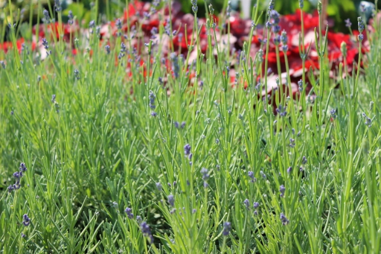 Lavandula angustifolia Munstead